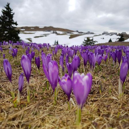 Chalet Pehta Velika Planina Stahovica ภายนอก รูปภาพ